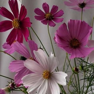 Nancy Kelley (Nancy Figelski) - Facebook Profile Picture of Nancy Kelley (Nancy Figelski) (@nancy.kelley.908) on Facebook