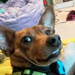 Profile Picture of Tobias, Fern, Kent (@toby.kent45) on Instagram