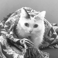 Profile Picture of Joyce Zimmer (@joyce-zimmer-2) on Quora