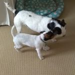 Profile Picture of Amanda (@starymungo) on Instagram