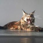 Profile Picture of Léo Trottier (@trottier.leo) on Instagram