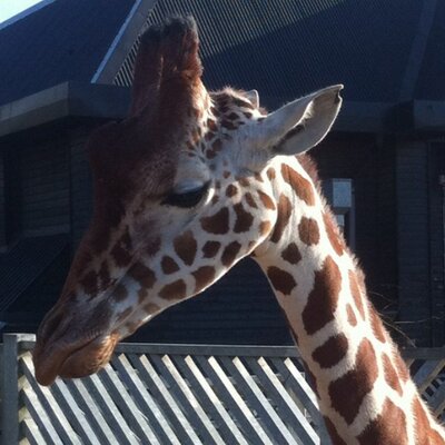 Profile Picture of Brian Sparrow (@brian_sparrow) on Twitter