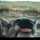 Profile Picture of   jozylucas🌬 (@jozylucass)... (@jozylucass) on Tiktok