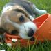 Profile Picture of Cassie Beagle (@cassie.beagle.35) on Facebook