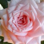 Profile Picture of Sharon Perrott (@perrott.sharon) on Instagram