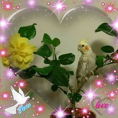 Shirley Hung - Tiktok Profile Picture of Shirley Hung (@shirleyhung1113) on Tiktok