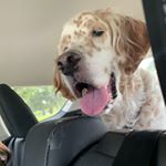 Profile Picture of Cody Juneau and Daphne (@cody_juneau_daphne) on Instagram