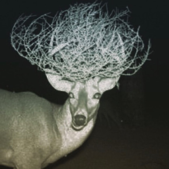 Profile Picture of Evangeline Caselden (@evvaangeline) on Poshmark