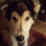 Profile Picture of Nancy Merritt (@wolfie120365) on Instagram