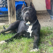 Profile Picture of Andrew Hamilton (@andrewhamilton1567) on Youtube