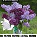 Profile Picture of Lusha Lusha (@lusha.lusha.509) on Facebook