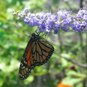 Profile Picture of Brandy Bowman (@271378526) on Myspace