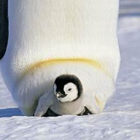 Profile Picture of Zhuojun Gu (@zhuojun) on Poshmark