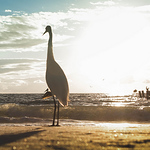 Profile Picture of Michael Moscone (@mimoscone) on Flickr