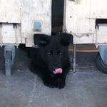 Profile Picture of Precious Bronson Razzle Nadia (@precious.bronson.razzle.nadia) on Instagram