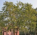 Profile Picture of Aegle marmeloson Wikipedia