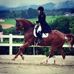 Profile Picture of Michelle Haas (@equestrian_michelle.haas) on Instagram