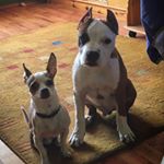 Profile Picture of Sheldon & Yoda 🐶 (@lifewithsheldonandyoda) on Instagram