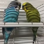 Profile Picture of Alan Zheng (@alanzheng1) on Instagram