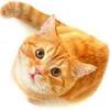 Profile Picture of Cathi Walker Etherin (@@cathiwalkeretheri) on Tiktok