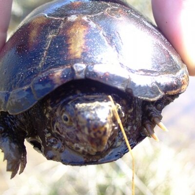 Profile Picture of Jessie Howington (@envirojess) on Twitter