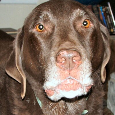 Profile Picture of Bill Dobbs (@bertdog1) on Twitter