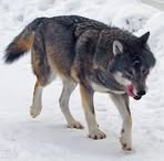 Profile Picture of Bob Wolf (@bob.wolf.39142) on Facebook