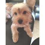 Profile Picture of Coco Chanel Johnson 🎀👛 (@cocochaneljohnson) on Instagram