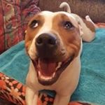 Profile Picture of Kevin Balchin (@bigkeb417) on Instagram