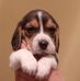 Profile Picture of Jimmy Beagle (@jimmy.jimemez.9) on Facebook