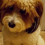 Profile Picture of Bobby Swain (@sir_bobbelot) on Instagram