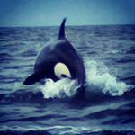 Profile Picture of Tony Bellamy (@epanastasi22) on Instagram