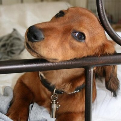 Profile Picture of Deborah Hawkes (@debhawkes) on Twitter