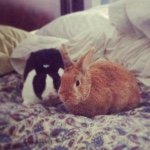 Profile Picture of Rose Gillett (@rosecheetah) on Instagram