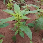 Profile Picture of Dansou Léon (@Dansou-Léon) on Facebook