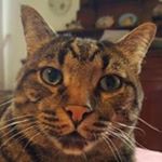 Profile Picture of Guglielmo Stecchini (@guglielmostecchini) on Instagram