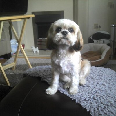 Profile Picture of Mavis Davies (@mavisbungalow) on Twitter