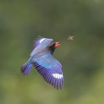 Profile Picture of 黒瀬邦彦(森の宝石ブッポウソウ吉備中央町会）副会長(^_^) (@yokoyamasama) on Instagram