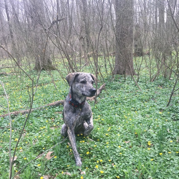 Profile Picture of Jessica Troxel (@jessicatroxel) on Poshmark