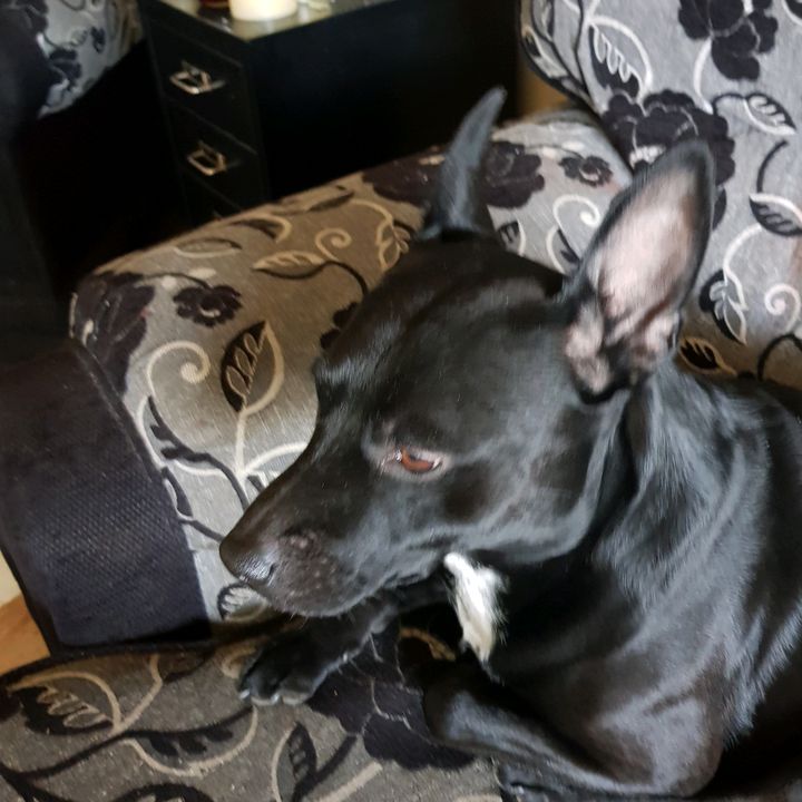 Profile Picture of Harley lee (@davidmcarron) on Tiktok