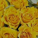 Profile Picture of Millie Evans (@Millie-Evans) on Facebook