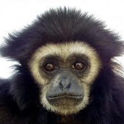 Profile Picture of Gibbon (@BarryTheGibbon) on Twitter