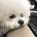 Profile Picture of 달자 (@my_dalza) on Instagram