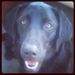 Profile Picture of Alison Quickel (@quickela) on Pinterest