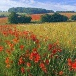 Profile Picture of Armitage (@snuwayne3kens) on Instagram