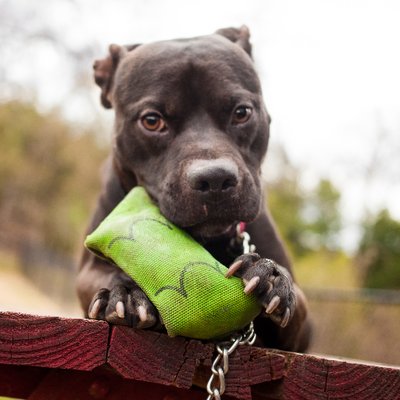 Profile Picture of Mike Ryan (@ATX_ShelterDogs) on Twitter