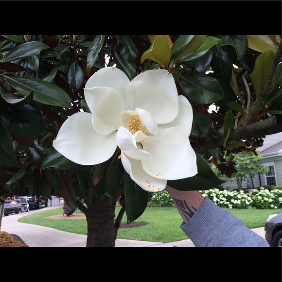 Profile Picture of Sonja Perez (@spdepies) on Poshmark