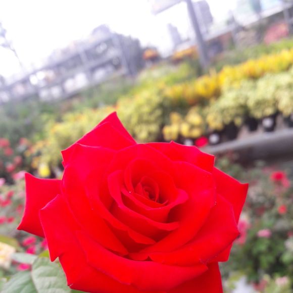 Profile Picture of Sandy Walters (@sandy_walters) on Poshmark