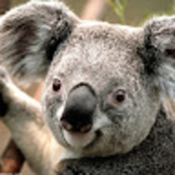 Profile Picture of Hannah Sorel (@hanb3) on Poshmark