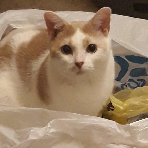 Profile Picture of Joelle Stabley (@joellestabley) on Poshmark